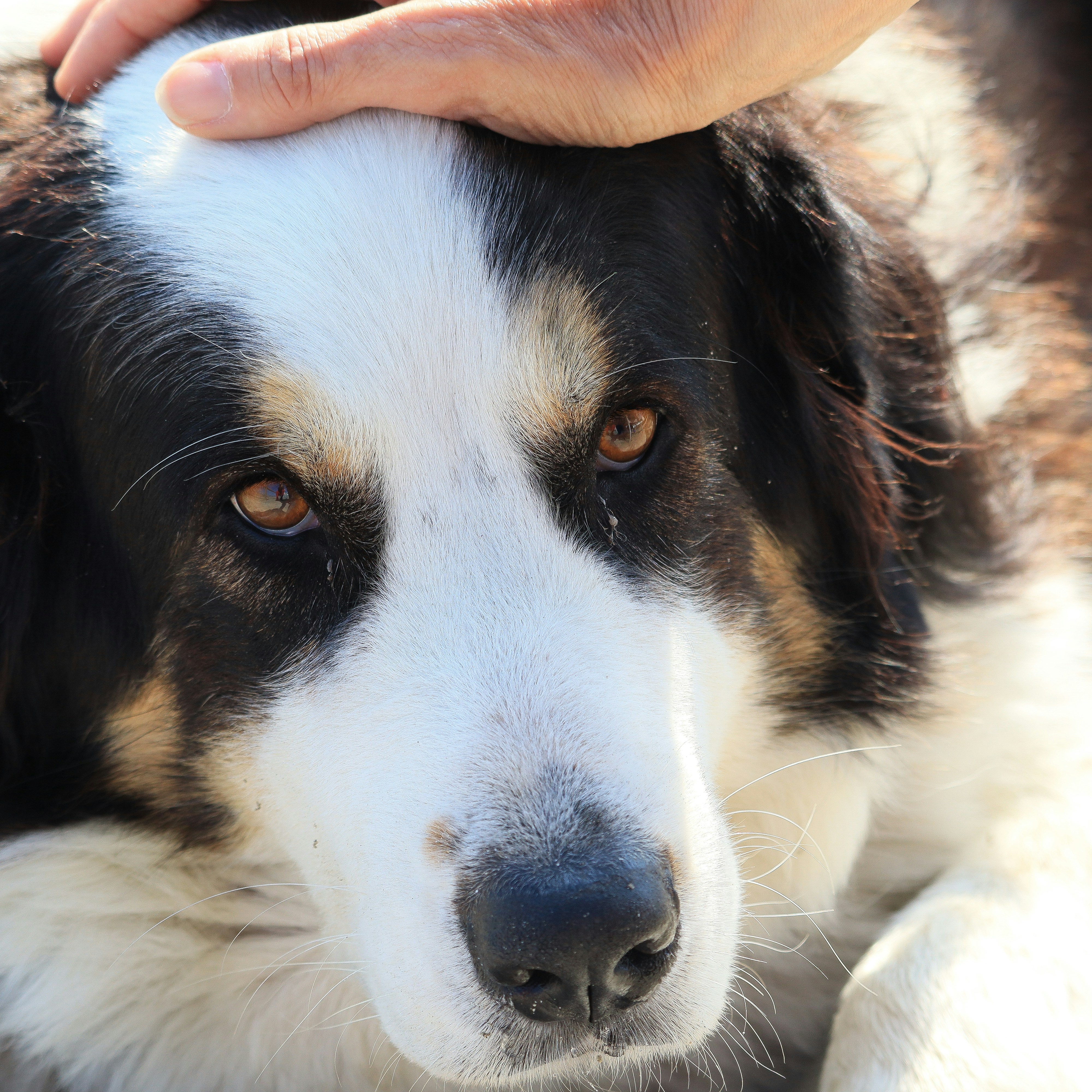 Рука гладит собаку